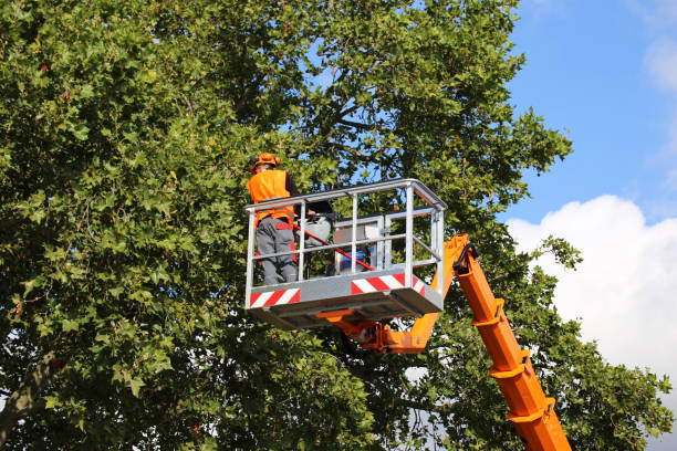 Trusted Morgandale, OH Tree Care  Experts